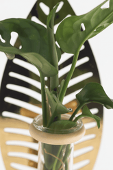 Plante hydroponique — Support feuille dorée et base bois - H10 cm | Ø7 cm - Verdeia - 2