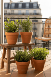 Plantes Aromàtiques (Lot de 4) H18 cm | Test Ø14 cm - Verdeia - 4
