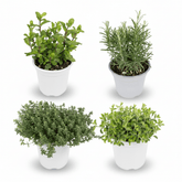 Plantes Aromàtiques (Lot de 4) H18 cm | Test Ø14 cm - Verdeia - 1