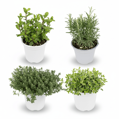 Plantes Aromàtiques (Lot de 4) H18 cm | Test Ø14 cm - Verdeia - 1