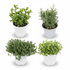 Plantes Aromàtiques (Lot de 4) H18 cm | Test Ø14 cm - Verdeia - 1