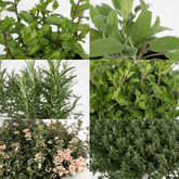 Plantes Aromàtiques (Lot de 4) H18 cm | Test Ø14 cm - Verdeia - 2