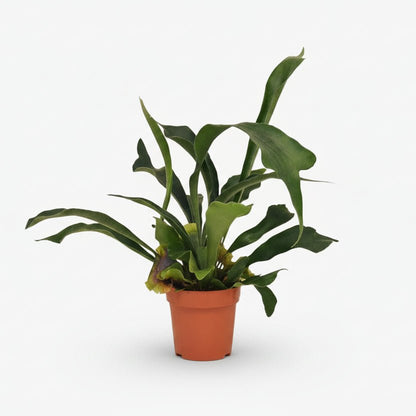 Platycerium bifurcatum – Helecho cuerno de ciervo tropical - Verdeia - 7