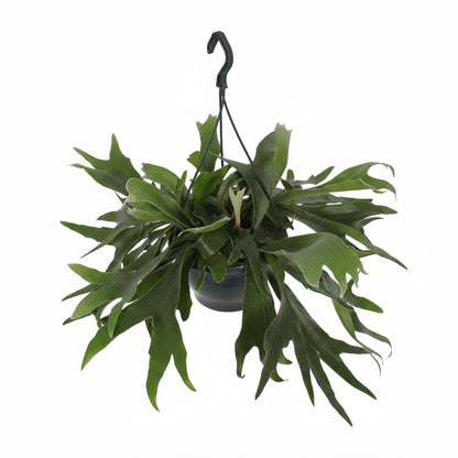 Platycerium bifurcatum – Fougère corne de cerf tropicale - Verdeia