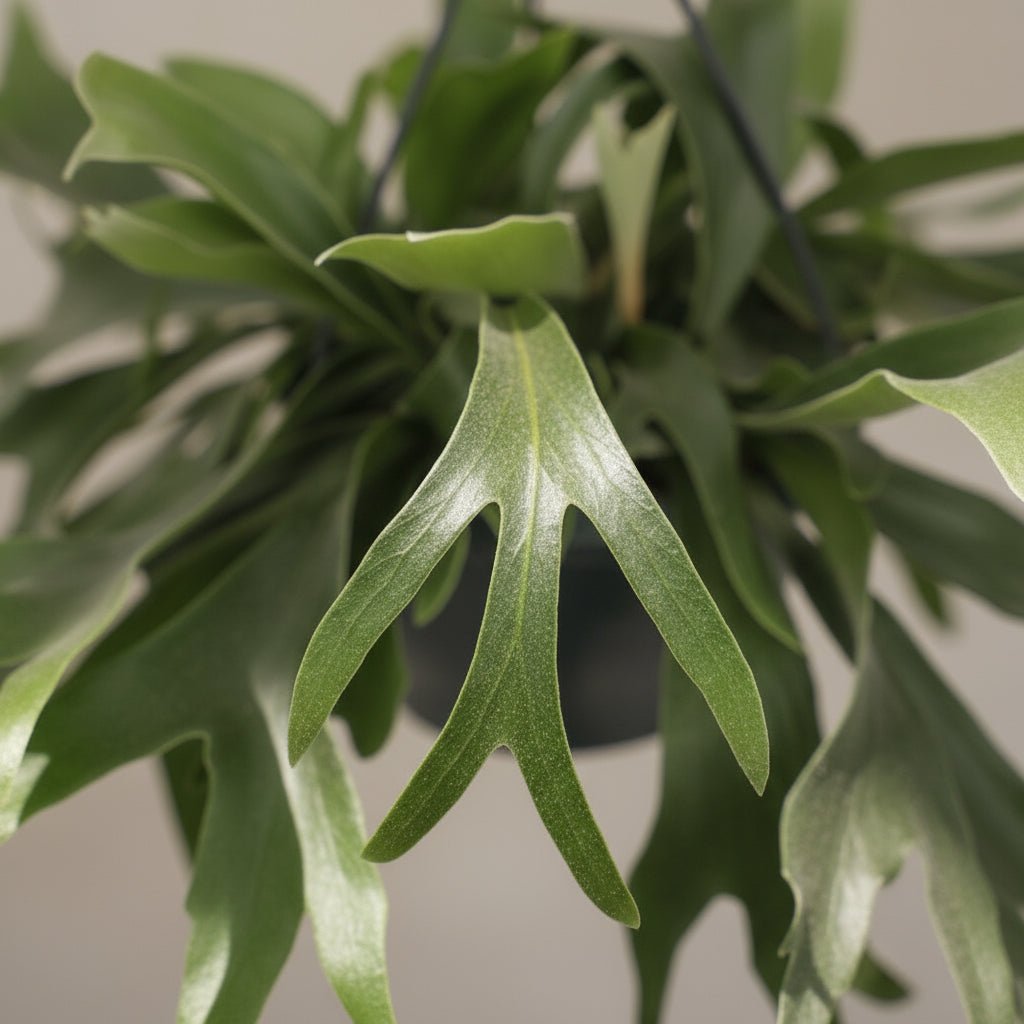 Platycerium bifurcatum – Helecho cuerno de ciervo tropical - Verdeia - 2