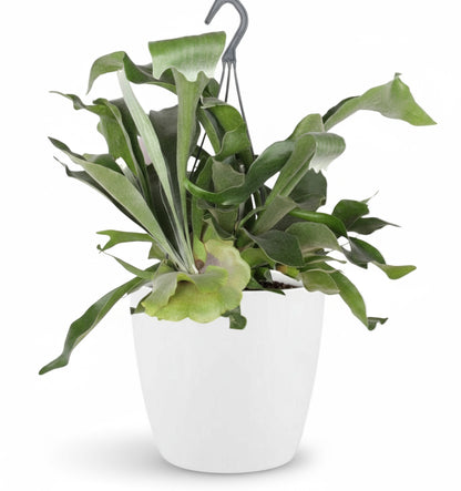 Platycerium bifurcatum – Fougère corne de cerf tropicale - Verdeia