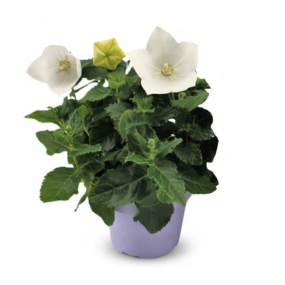 Platycodon grandiflorus &