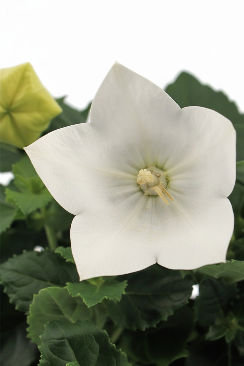 Platycodon grandiflorus &