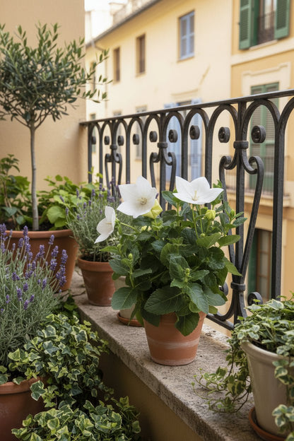 Platycodon grandiflorus &