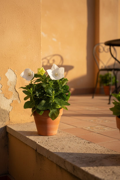Platycodon grandiflorus &