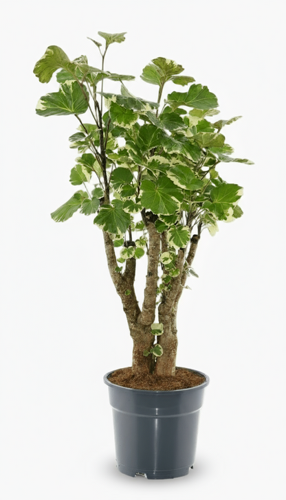 Polyscias Balfouriana – Aralia à feuilles rondes – Ø17cm – ↕50cm - Verdeia