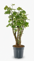Polyscias Balfouriana – Aralia à feuilles rondes – Ø17cm – ↕50cm - Verdeia