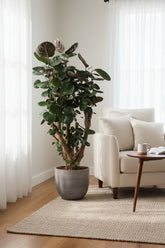 Polyscias Fabian — Aràlia d’interior amb fullatge porpra - Verdeia - 4