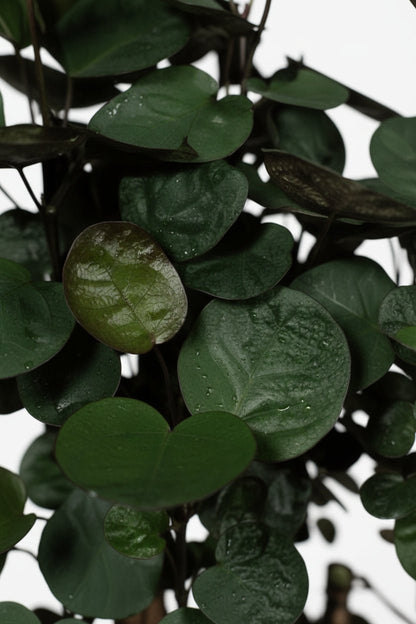 Polyscias Fabian — Aràlia d’interior amb fullatge porpra - Verdeia - 2