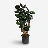 Polyscias Fabian — Aràlia d’interior amb fullatge porpra - Verdeia - 1