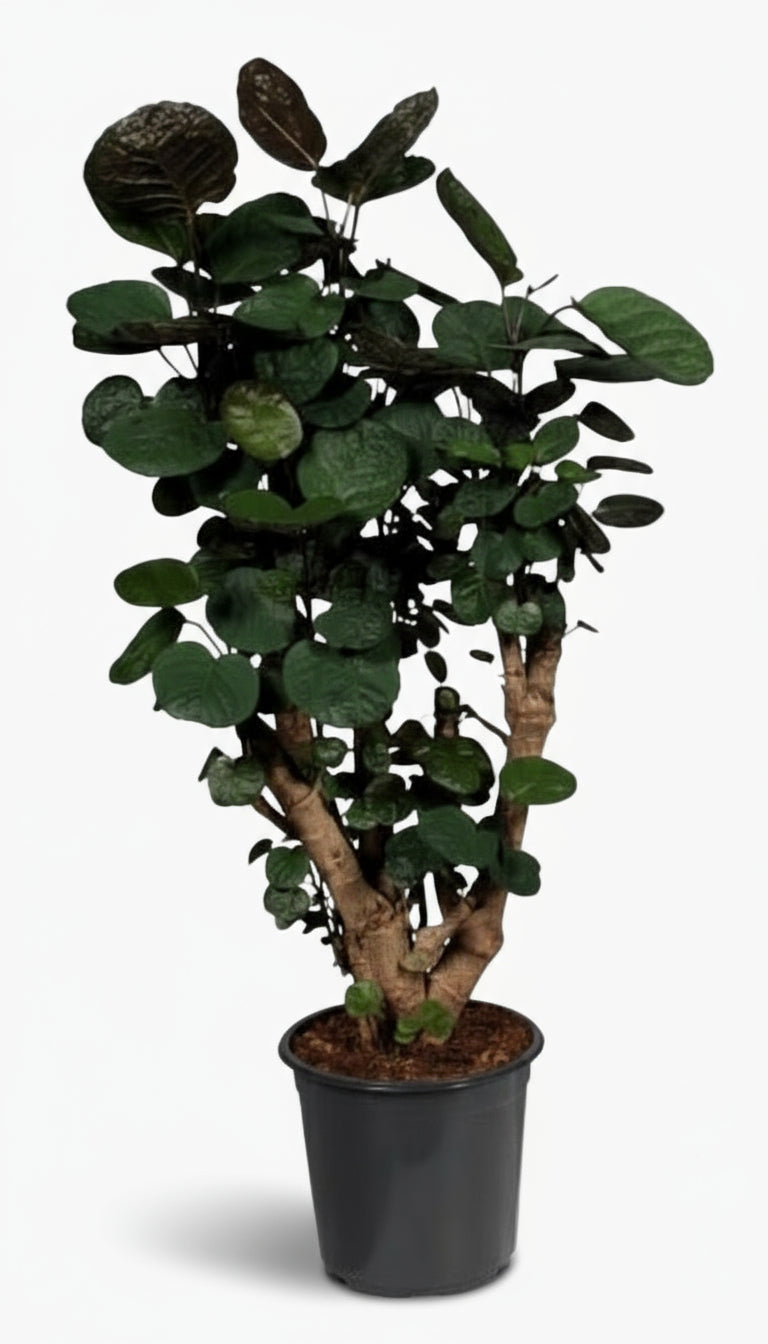 Polyscias Fabian – Aralia d’intérieur au feuillage pourpré - Verdeia