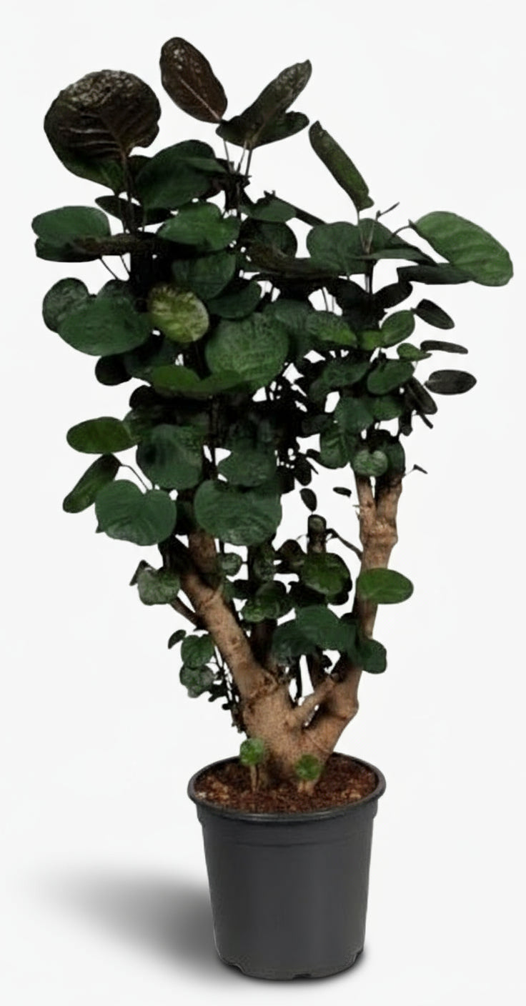 Polyscias Fabian – Aralia d’intérieur au feuillage pourpré - Verdeia