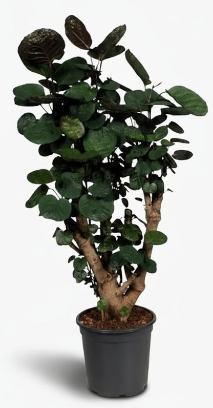 Polyscias Fabian – Aralia d’intérieur au feuillage pourpré - Verdeia