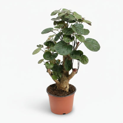 Polyscias Fabian – Aralia d’intérieur au feuillage pourpré - Verdeia