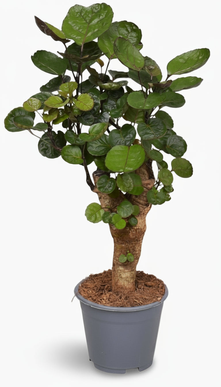 Polyscias Fabian – Aralia d’intérieur au feuillage pourpré - Verdeia