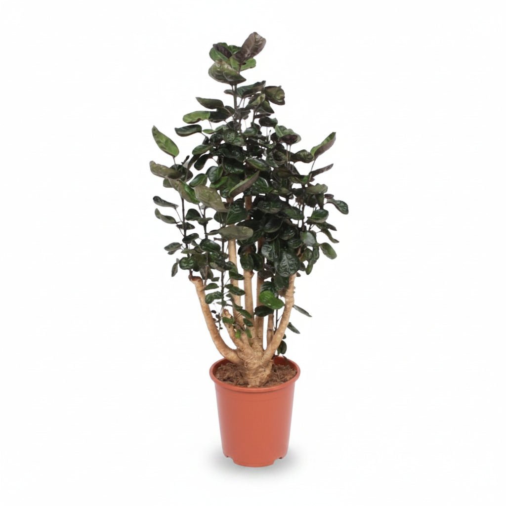 Polyscias Fabian (Aralia pourprée) - Verdeia - 8