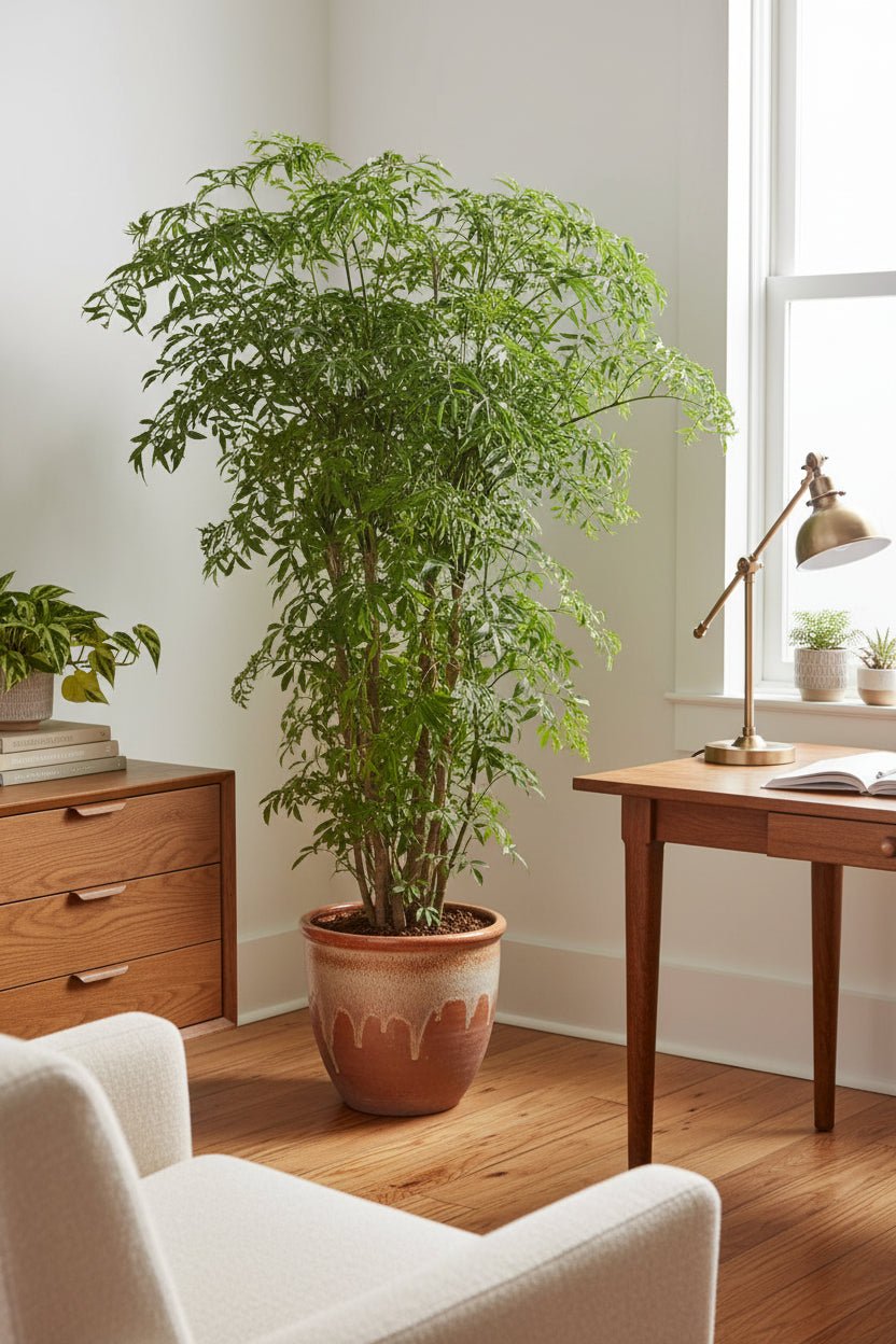 Polyscias Fruticosa — Aràlia — Ø21 cm — A75 cm - Verdeia - 3