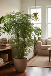 Polyscias Fruticosa — Aràlia — Ø21 cm — A75 cm - Verdeia - 5