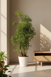 Polyscias Hawaiiana &