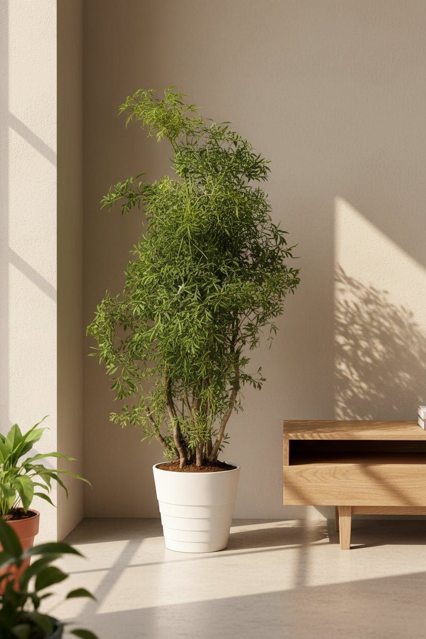 Polyscias Hawaiiana &