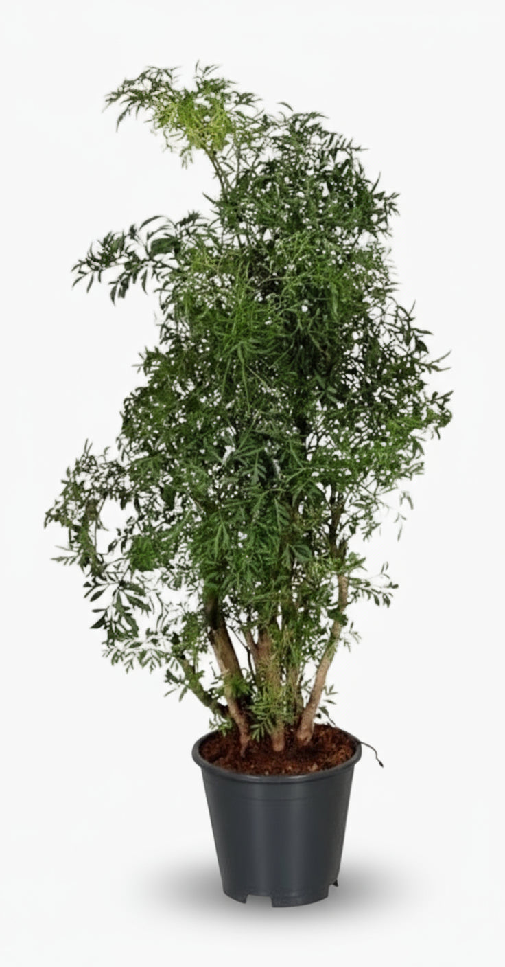 Polyscias Hawaiiana ‘Ming’ – Aralia à feuillage fin – Ø17cm – ↕65cm - Verdeia