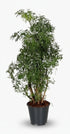 Polyscias Hawaiiana ‘Ming’ – Aralia à feuillage fin – Ø17cm – ↕65cm - Verdeia