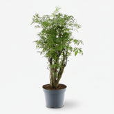 Polyscias Hawaiiana &