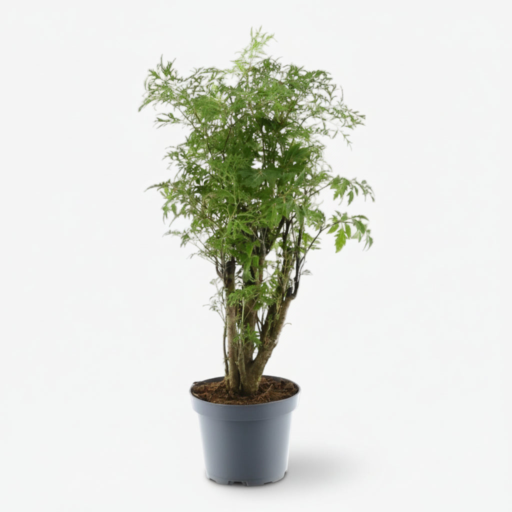 Polyscias Hawaiiana &