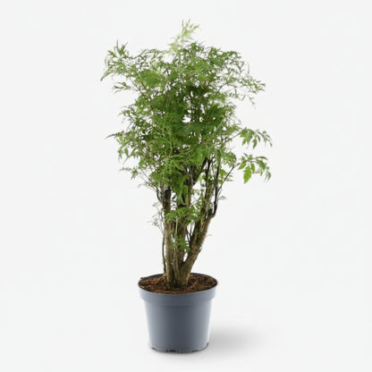 Polyscias Hawaiiana &