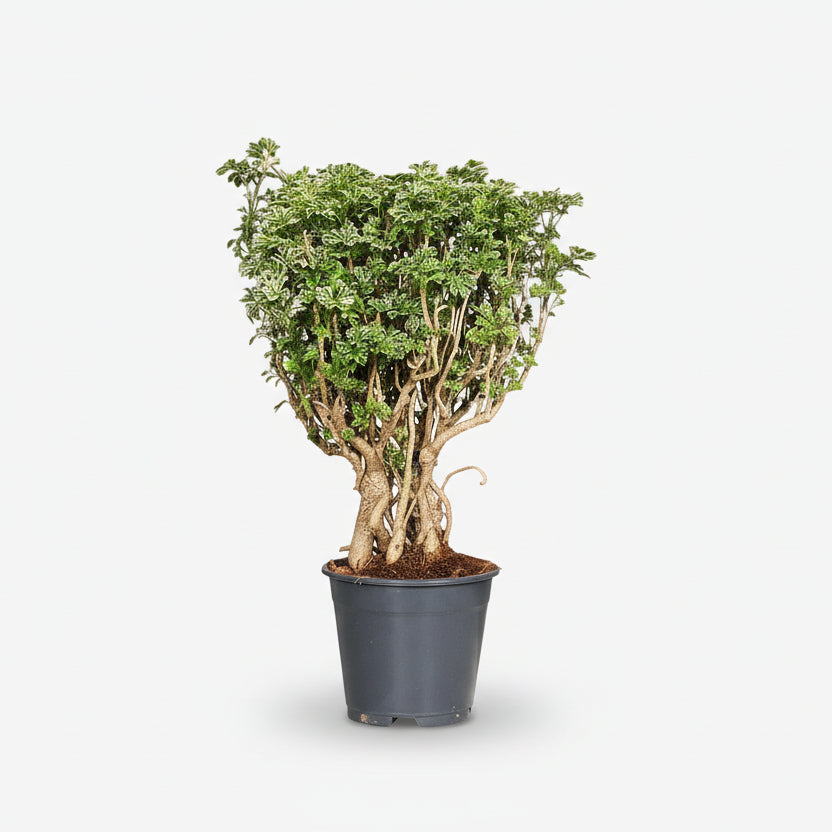 polyscias bonsai Polyscias Ming Gold Bonsai — Golden Aralia