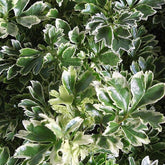 primer plano del follaje del Polyscias Hawaiiana &