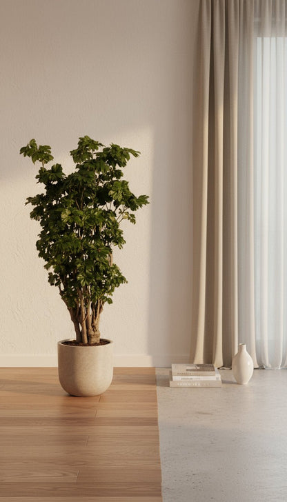 Polyscias Roble – Aralia d’intérieur élégante et structurée - Verdeia