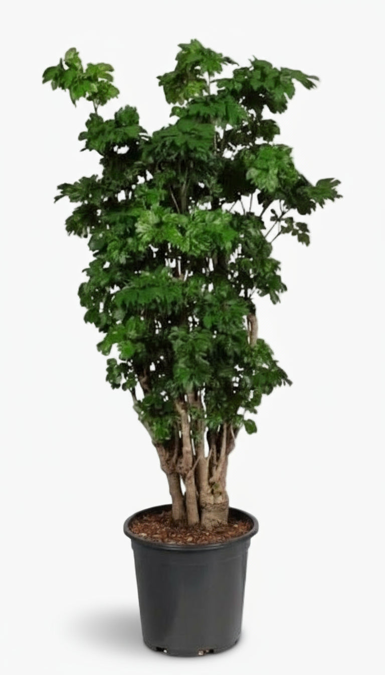 Polyscias Roble – Aralia d’intérieur élégante et structurée - Verdeia