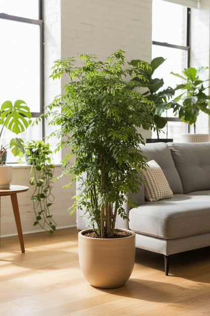 Polyscias Roble, Aralia de interior colocada junto al sofá gris