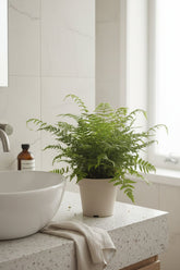 Polystichum Tsussimense — Korean Fern — Ø12 cm — H30 cm - Verdeia - 4