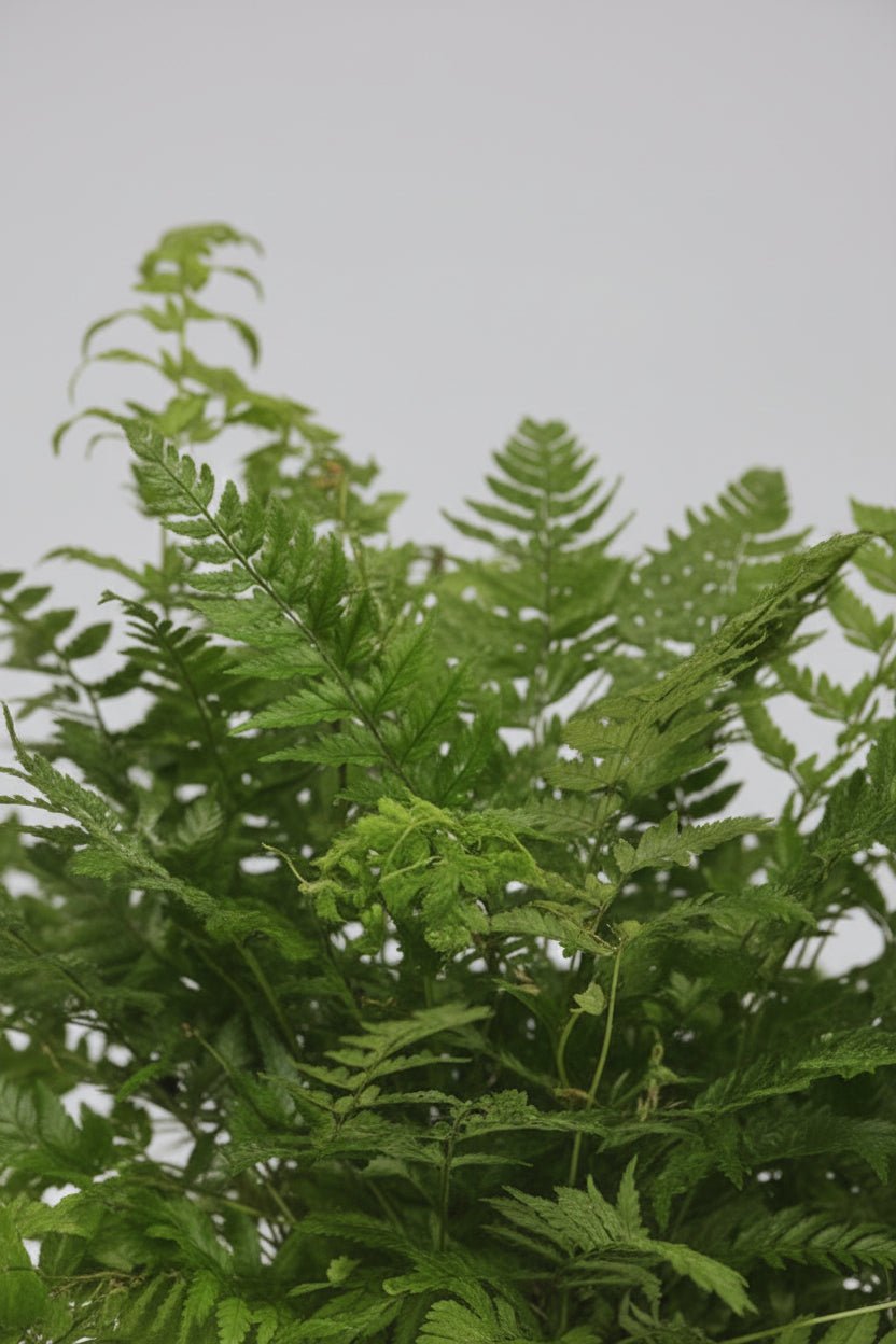 Polystichum Tsussimense — Koreanischer Farn — Ø12 cm — H30 cm - Verdeia - 2