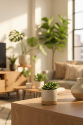 Maceta Lago redonda crema con una pequeña suculenta en una sala luminosa