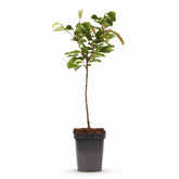 Prunus avium &