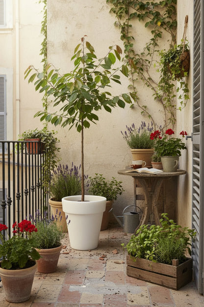Prunus avium &