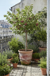 Prunus avium &