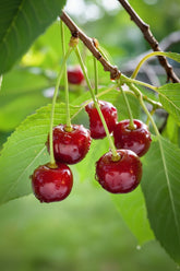 Prunus avium &