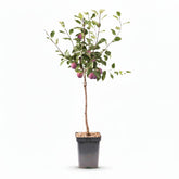 Prunus domestica &