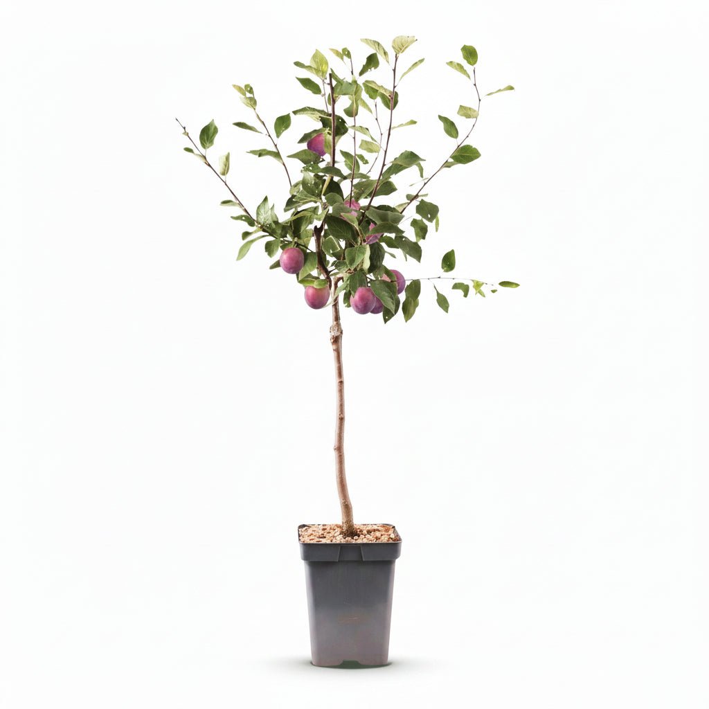 Prunus domestica &