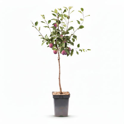 Prunus domestica &