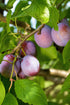 Prunus domestica &